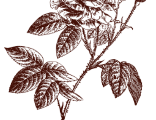 Rosa damascena