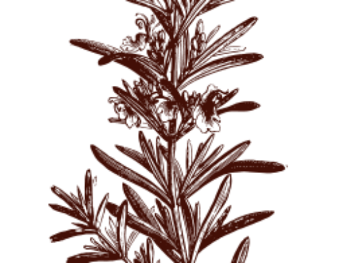 Rosmarino